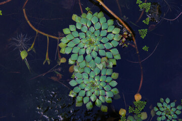 Mosaic flower (Ludwigia sedoides) found on a pond