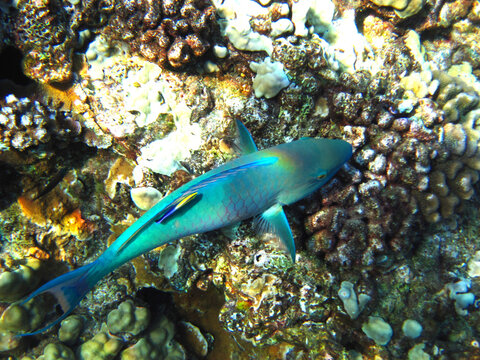 image of fish with shades of blue in a coral reef in the sea