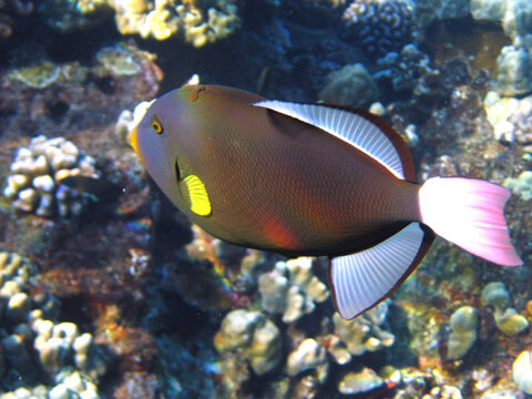 picture underwater in the sea of colorful and solitary fish swimming in the reef