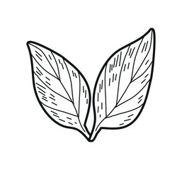 leaf icon isolated