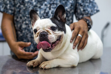 Perros braquicefálicos, bulldog francés y bulldog inglés en consulta veterinaria