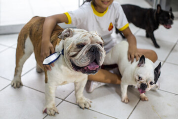 Perros braquicefálicos, bulldog francés y bulldog inglés en consulta veterinaria