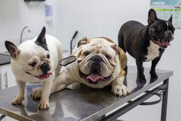 Perros braquicefálicos, bulldog francés y bulldog inglés en consulta veterinaria