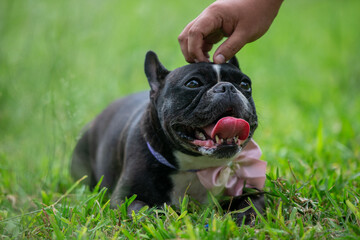 Perros braquicefálicos, bulldog francés y bulldog inglés en consulta veterinaria