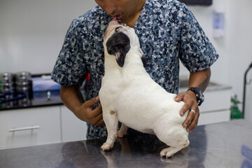 Perros braquicefálicos, bulldog francés y bulldog inglés en consulta veterinaria