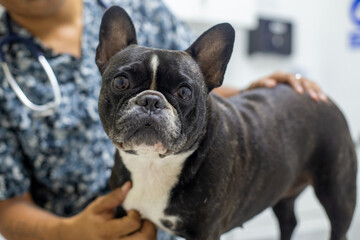 Perros braquicefálicos, bulldog francés y bulldog inglés en consulta veterinaria