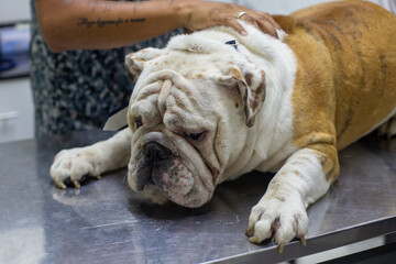 Perros braquicefálicos, bulldog francés y bulldog inglés en consulta veterinaria