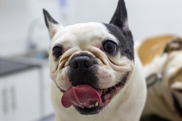 Perros braquicefálicos, bulldog francés y bulldog inglés en consulta veterinaria