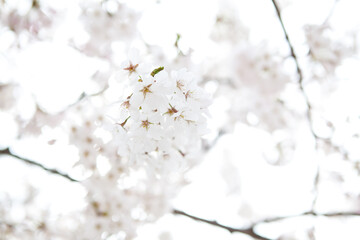 Obraz na płótnie Canvas Brighter cherry blossoms of warm spring