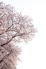 Brighter cherry blossoms of warm spring
