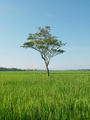 Obraz premium A tree in the middle of a rice field on a sunny day