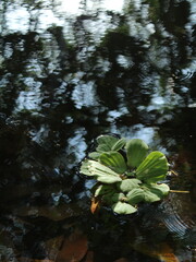 Water lettuce (Pistia stratiotes) floating on a pond