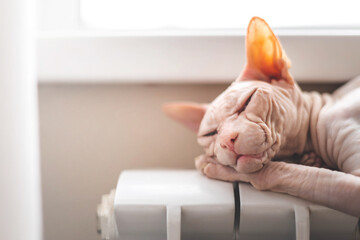 A bald pink sphinx cat lies in winter on a warm central heating radiator.