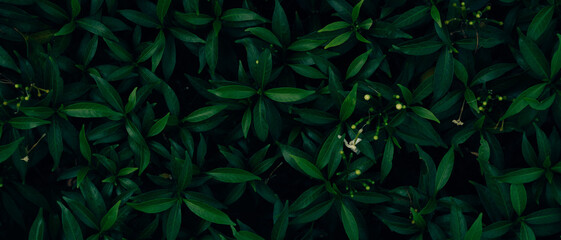 Background green leaves, plant of leaf green jungle nature, abstract dark background and wallpaper, for design.