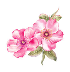 Obraz na płótnie Canvas Set of botanic floral elements.