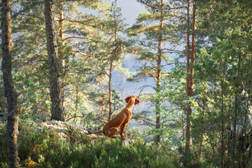 Hungarian Vizsla in the forest at sunset. Dog in nature. Hiking with a pet in woods