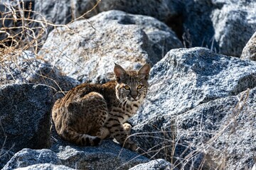 Bobcat (Lynx rufus) sitting on the rocks and looking at the camera on a sunny day