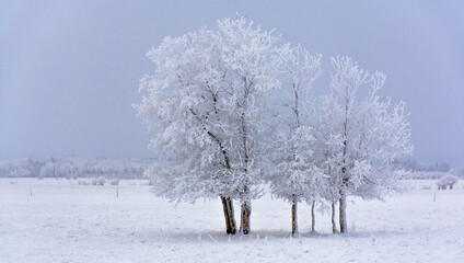 Beautiful shot of trees on a field fully covered in snow