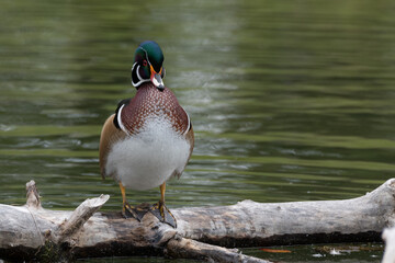 Close-up shot of a wood duck on a tree branch in the background of a pond