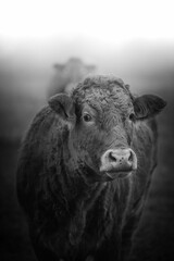 Greyscale shot of a Limousin cattle