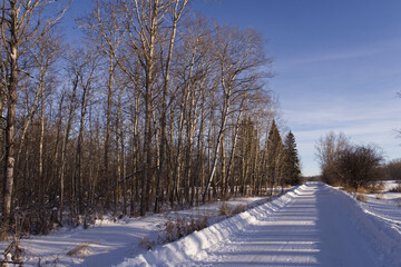 Obraz premium Elk Island National Park in Winter
