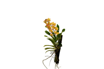 Isolated image of yellow thai orchid flower png file on transparent background.