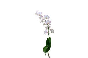 Isolated image of orchid flower on png file at transparent background.