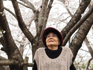 満開の桜の花を見上げる高齢女性