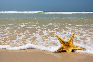 Starfish lying on the sea beach is washed by the waves,