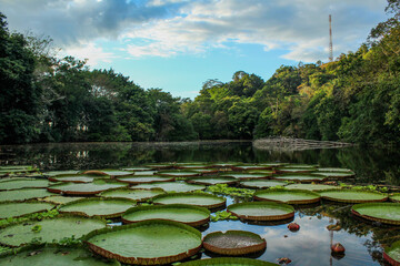 Pond covered in giant waterlily plants (Victoria sp.) and a forest in the background