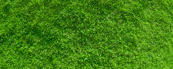 Fototapeta premium Green grass on field background. Green grass texture background. Top view of bright grass garden Idea concept 