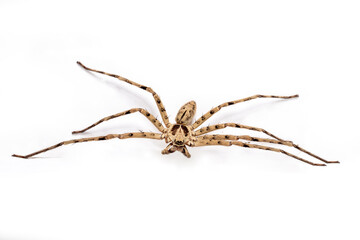 The Huntsman spider - Heteropoda venatoria on a white background