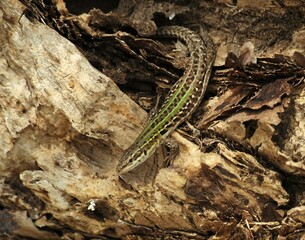 Una lucertola muraiola (Podarcis muralis) sullo sfondo di un tronco di vecchio albero