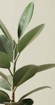 Vertical video of close up of green leaves on white background with copy space in slow motion