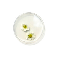 Obraz na płótnie Canvas Strawberry flower in petri dish on white laboratory table. Top view