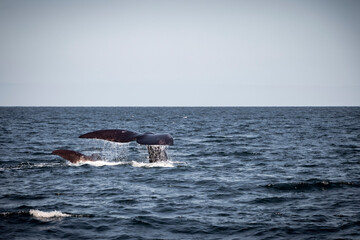 humpback tail