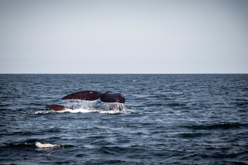 Fototapeta premium whale in the sea