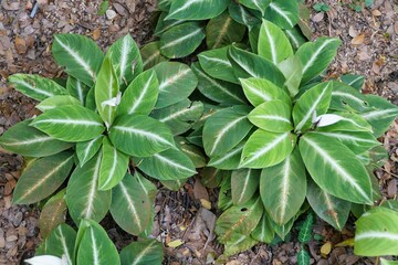 The green and white leaves of Spathiphyllum Silver Streak