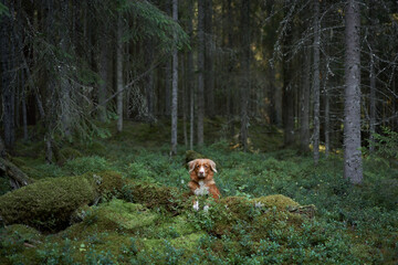 red dog in the forest. Nova Scotia duck retriever in nature. Beautiful toller near moss