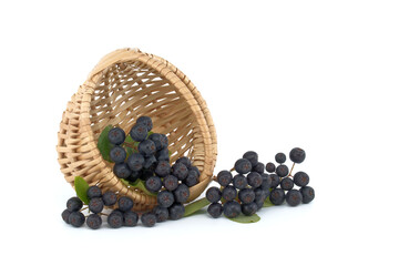 Freshly picked black aronia berries on white