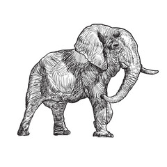 Hand drawn dashing male elephant