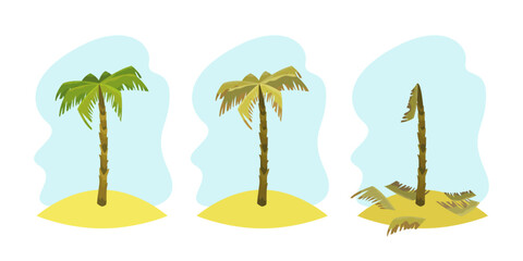 Stages of drought damage of palm tree vector illustrations set. Cartoon drawings of tropical trees, healthy and dried or damaged by sun or heat. Nature, drought, climate change, ecology concept