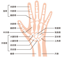 手の骨格　医療　ケガ　人体模型