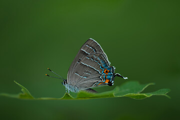 grey hairstreak butterfly