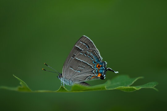 grey hairstreak butterfly