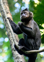 interesting pensive look of black monkey in forest