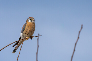 American Kestrel perched while hunting