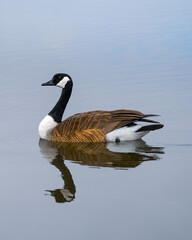 Canada Goose