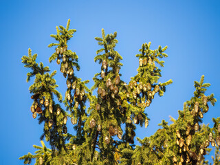 Green spruce branches with needles and cones in autumn.