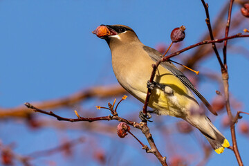 Cedar waxwing in colorado #2